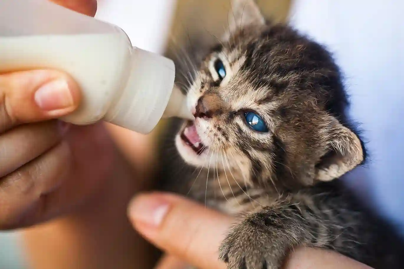 The easiest Kitten Feeding Schedule You Need to Follow