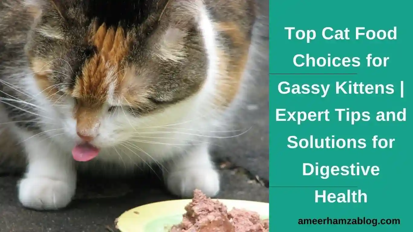 Top Cat Food Choices for Gassy Kittens Expert Tips and Solutions for Digestive Health