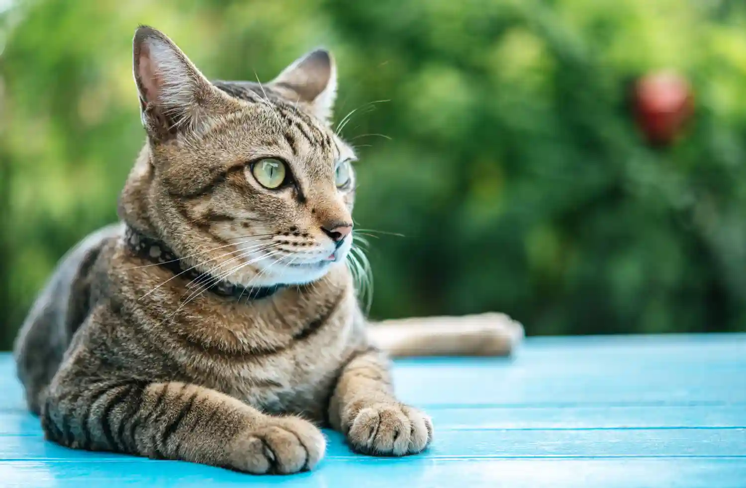 Best Diet Tips for Cats with Overactive Thyroid