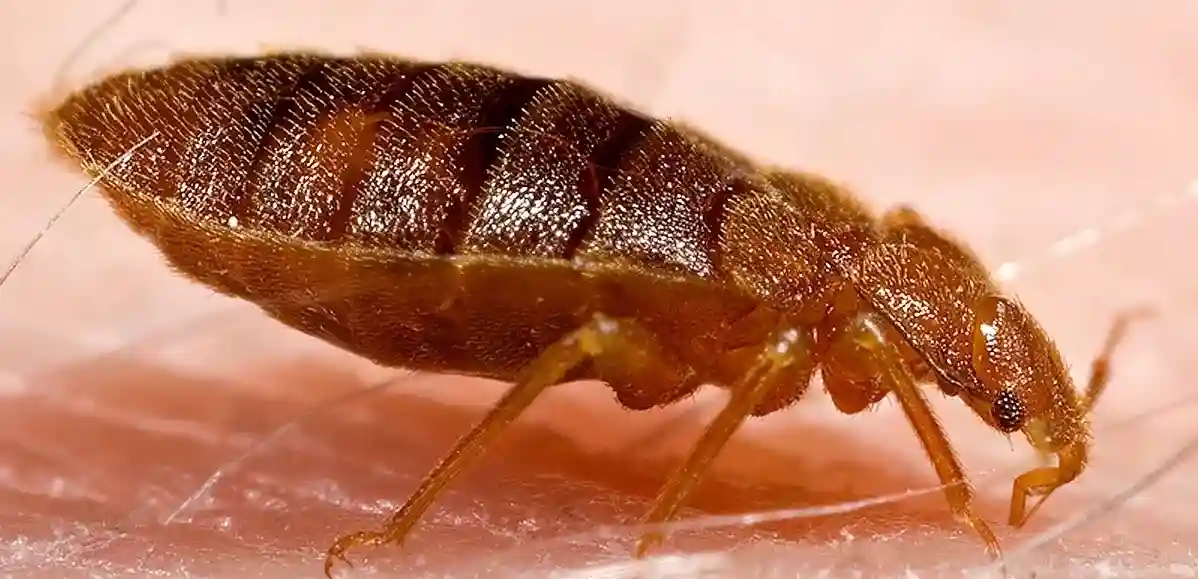 Carpet Beetle Larvae Near Your Cat’s Food