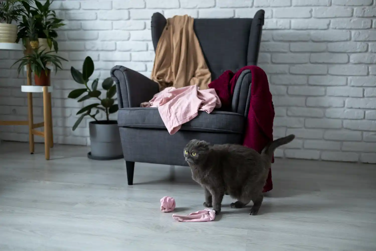 cat-peeing-on-laundry