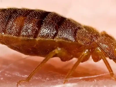 How to Handle Carpet Beetle Larvae Near Cat’s Food