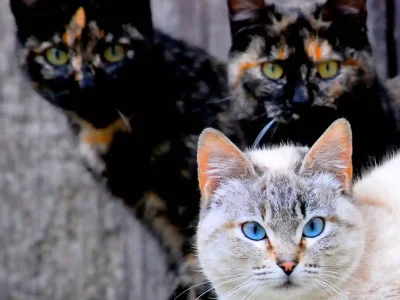 Does a Cat’s Coat Color Really Predict Their Personality?