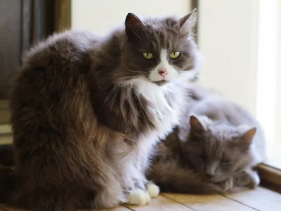 How do you know your cat is bonded?