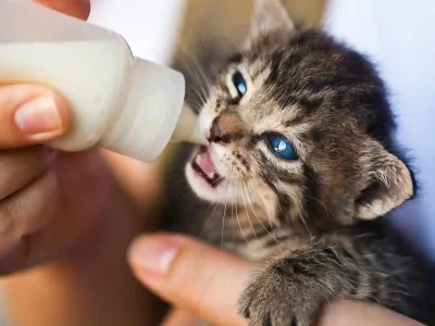 The easiest Kitten Feeding Schedule You Need to Follow!