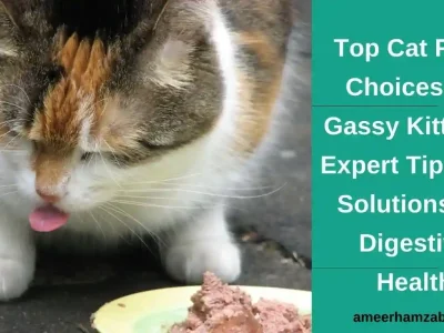 How to choose cat food for Gassy Kittens? |  Helpful Tips